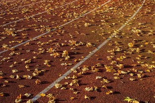 MKSPORTS-体育新闻中心今日热点聚焦,体育新闻f1